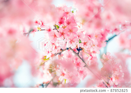 早春盛開的美麗櫻花。粉紅色的櫻花日本花。 87852825