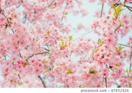 Beautiful cherry blossoms in full bloom in early spring. Pink cherry blossoms Japanese flowers. 87852826