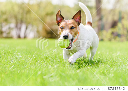 Happy smiling dog playing with tennis ball on spring fresh grass wearing anti flea and tick collar 87852842