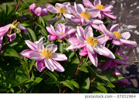 Taima-dera Okuin的春天牡丹 87852964