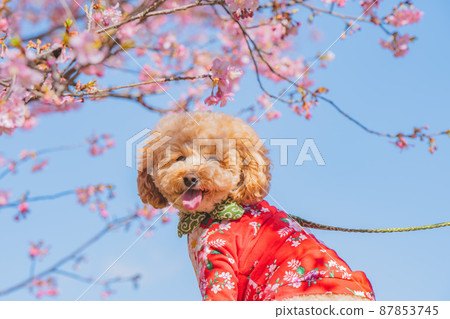 狗和河津櫻花 狗和河津櫻花 87853745