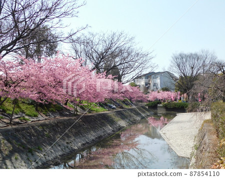 Kawazu cherry blossoms blooming along the Yodo waterway (taken in March 2022 in Fushimi-ku, Kyoto) 87854110