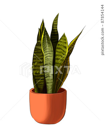 Sansevieria from multicolored paints. Splash of watercolor, colored drawing, realistic Sansevieria from multicolored paints. Splash of watercolor, colored drawing, realistic 87854144