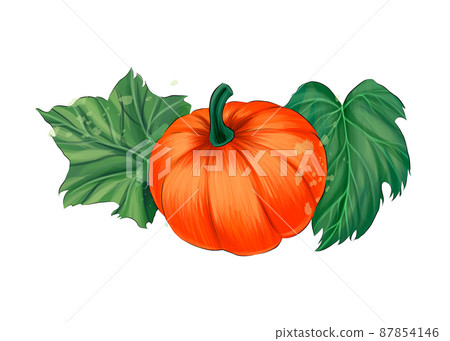 Vegetable pumpkin with green leaves from multicolored paints. Splash of watercolor, colorful drawing, realistic Vegetable pumpkin with green leaves from multicolored paints. Splash of watercolor, colorful drawing, realistic 87854146