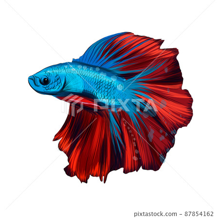 Fish cockerel, Siamese fighting fish cockerel betta from multicolored paints. Splash of watercolor, colored drawing, realistic 87854162