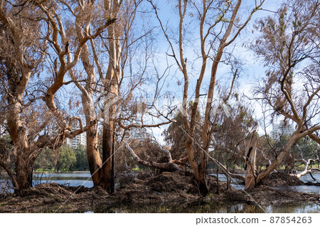 Very large eucalyptus trees in the park on a sunny day Very large eucalyptus trees in the park on a sunny day 87854263