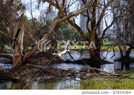 Very large eucalyptus trees in the park on a sunny day Very large eucalyptus trees in the park on a sunny day 87854264