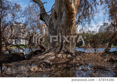 Very large eucalyptus trees in the park on a sunny day Very large eucalyptus trees in the park on a sunny day 87854266