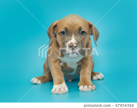 Small American bully puppy of yellow color 87854388