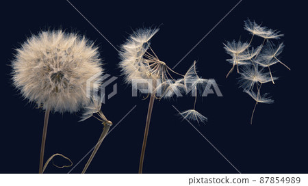 dandelion seeds fly from a flower on a dark background. botany and bloom growth propagation dandelion seeds fly from a flower on a dark background. botany and bloom growth propagation 87854989