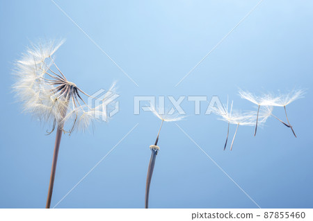Dandelion seeds flying next to a flower on a blue background. botany and the nature of flowers Dandelion seeds flying next to a flower on a blue background. botany and the nature of flowers 87855460