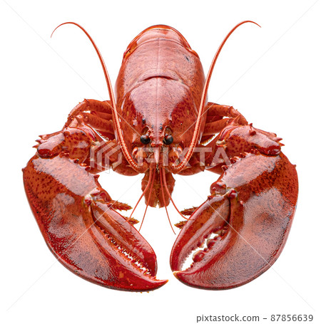 Cooked lobster isolated on white background, full depth of field Cooked lobster isolated on white background, full depth of field 87856639