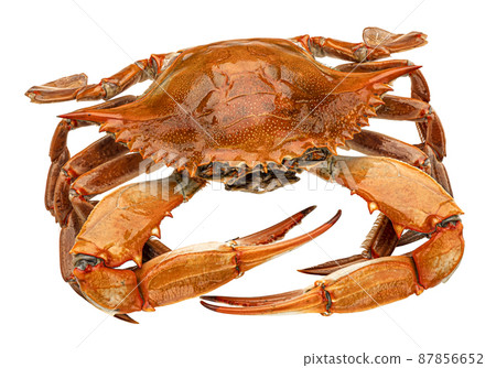 Red crab isolated on white background Red crab isolated on white background 87856652