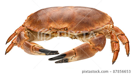 Cooked crab isolated on white background Cooked crab isolated on white background 87856653