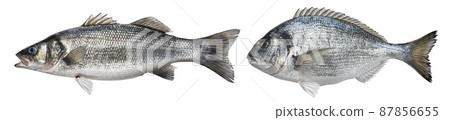 Raw sea bass, dorado fish isolated on white background  87856655