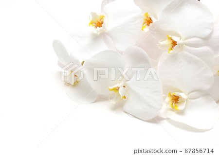 白色背景上的蝴蝶蘭 白色背景上的蝴蝶蘭 87856714