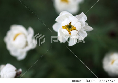 已經開始開花的可愛花 kanzashi 87856732