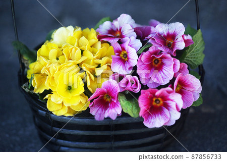 報春花組植 報春花組植 87856733