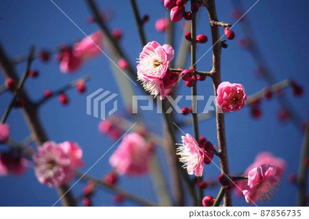 已經開始綻放的紅梅花 已經開始綻放的紅梅花 87856735