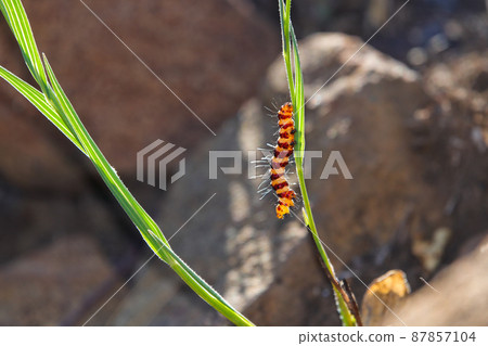 Cinnabar Moth Caterpillar On Plant Stem (Tyria jacobaeae) Cinnabar Moth Caterpillar On Plant Stem (Tyria jacobaeae) 87857104
