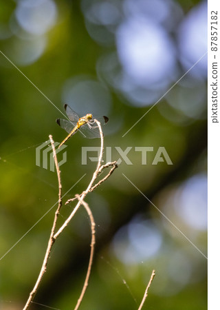 Sympetrum frequens，一種代表秋天的蜻蜓昆蟲，從夏天開始飛行 87857182