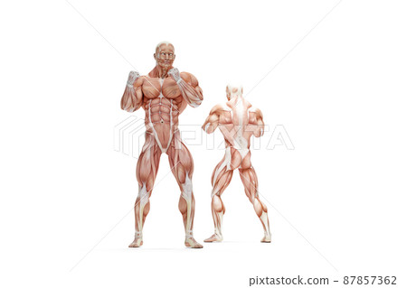 Human muscles anatomy. 3D illustration. Isolated, contains clipping path 87857362