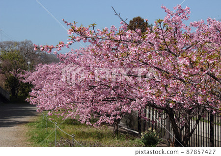 京都淀道中的川津櫻花 87857427