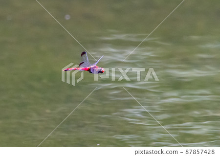 Sympetrum baccha, a member of the red dragonfly that inhabits a wide range of areas from alpine to school pools 87857428