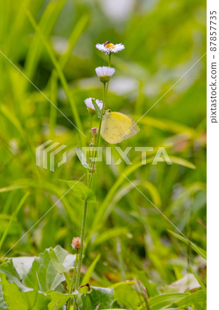 類似於 Colias erate,但沒有白色波峰 類似於 Colias erate,但沒有白色波峰 87857735