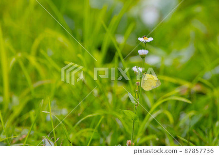 類似於 Colias erate,但沒有白色波峰 類似於 Colias erate,但沒有白色波峰 87857736