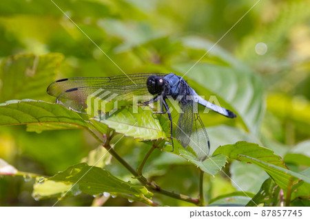 Orthetrum albisum, a member of the Orthetrum albisum seen from spring to early summer Orthetrum albisum, a member of the Orthetrum albisum seen from spring to early summer 87857745