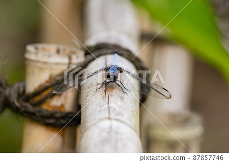 Orthetrum albisum, a member of the Orthetrum albisum seen from spring to early summer Orthetrum albisum, a member of the Orthetrum albisum seen from spring to early summer 87857746