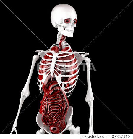 Human Male Anatomy. Skeleton and Internal Organs. 3D illustration. Contains clipping path 87857940