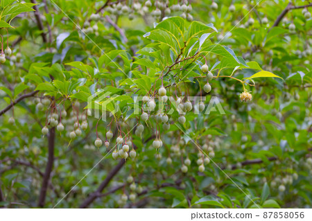 Healing green 87858056