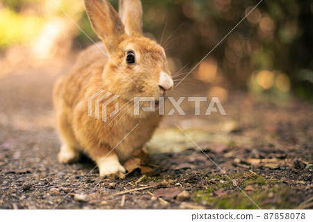 Island wild rabbit 87858078