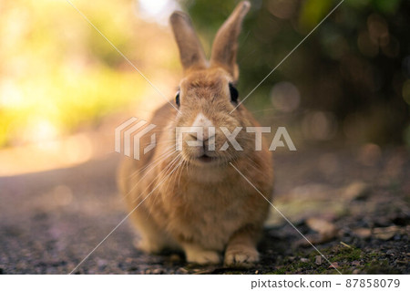 Island wild rabbit 87858079