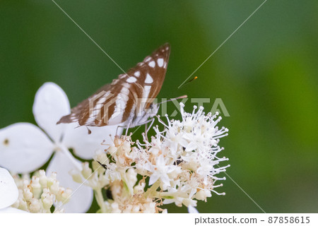 Jicho小姐令人印象深刻的滑翔飛行 Jicho小姐令人印象深刻的滑翔飛行 87858615