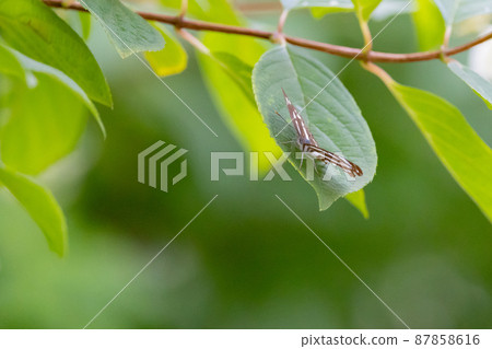 Jicho小姐令人印象深刻的滑翔飛行 87858616