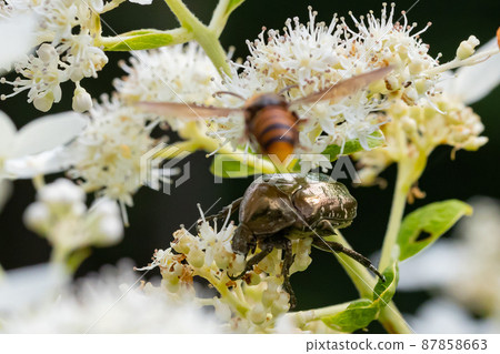 Cetoniinae, a beetle that dives into flowers and helps pollination Cetoniinae, a beetle that dives into flowers and helps pollination 87858663