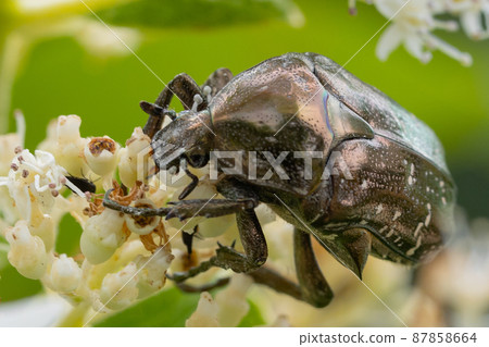 Cetoniinae, a beetle that dives into flowers and helps pollination Cetoniinae, a beetle that dives into flowers and helps pollination 87858664