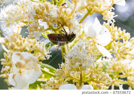 Cetoniinae, a beetle that dives into flowers and helps pollination Cetoniinae, a beetle that dives into flowers and helps pollination 87858672