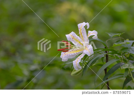 Yuri Yamayuri, a Japanese specialty called the Queen of Yuri, which blooms large flowers in the summer Yuri Yamayuri, a Japanese specialty called the Queen of Yuri, which blooms large flowers in the summer 87859071
