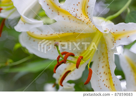 Yuri Yamayuri, a Japanese specialty called the Queen of Yuri, which blooms large flowers in the summer 87859083