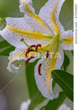 尤里女王（Yuri Queen）是日本特產，尤里·山百合（Yuri Yamayuri），夏天會盛開大花 87859087