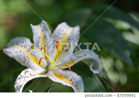 Yuri Yamayuri, a Japanese specialty called the Queen of Yuri, which blooms large flowers in the summer 87859091