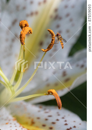 Yuri Yamayuri, a Japanese specialty called the Queen of Yuri, which blooms large flowers in the summer Yuri Yamayuri, a Japanese specialty called the Queen of Yuri, which blooms large flowers in the summer 87859093