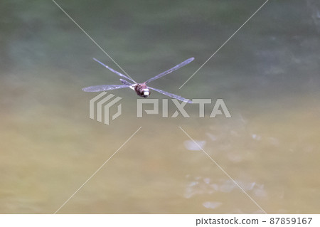Pseudothemis dragonfly with a white and thick band on black Pseudothemis dragonfly with a white and thick band on black 87859167