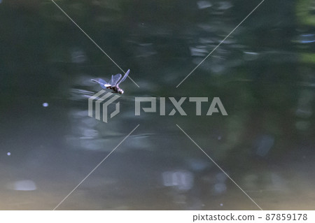 黑底白粗帶的偽蜻蜓 87859178