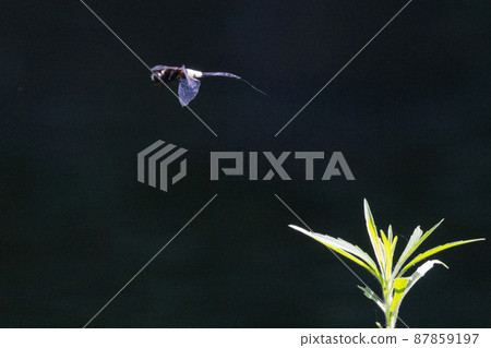 Pseudothemis dragonfly with a white and thick band on black 87859197