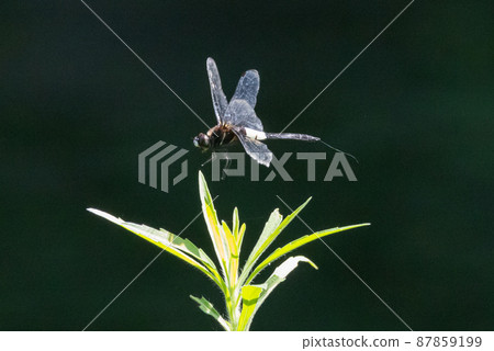 黑底白粗帶的偽蜻蜓 87859199